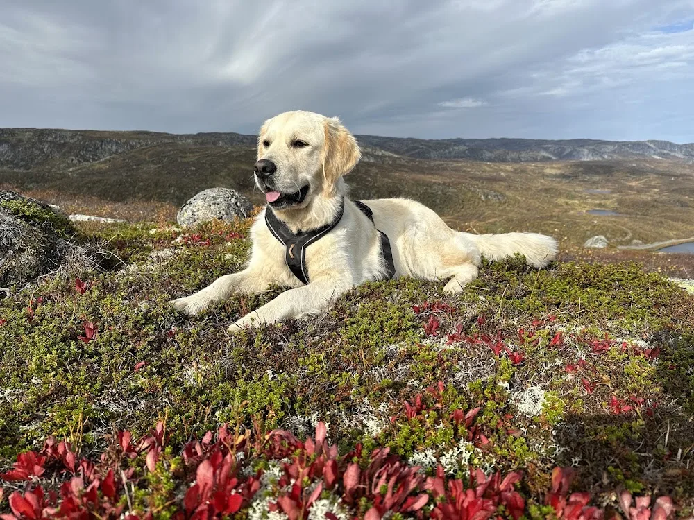 Røygården kennel - Agder pet otel görseli 3