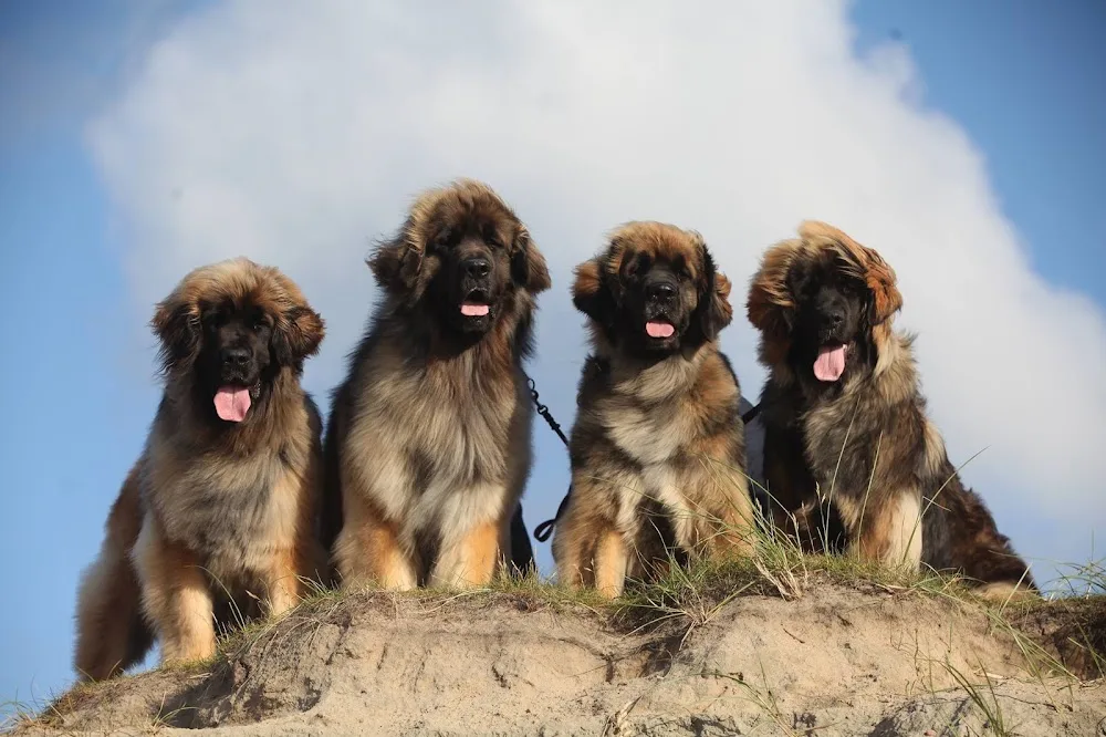 Skjærgaarden Kennel - Agder pet otel görseli 3