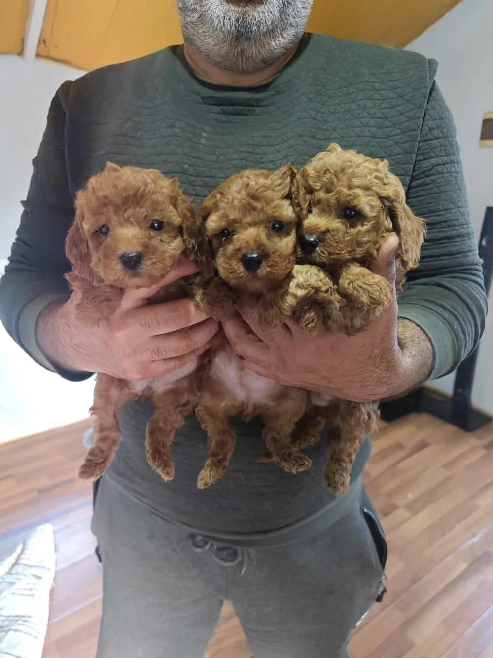 agora guardian İzmir pozitif köpek eğitim ve pansiyon - Izmir pet otel