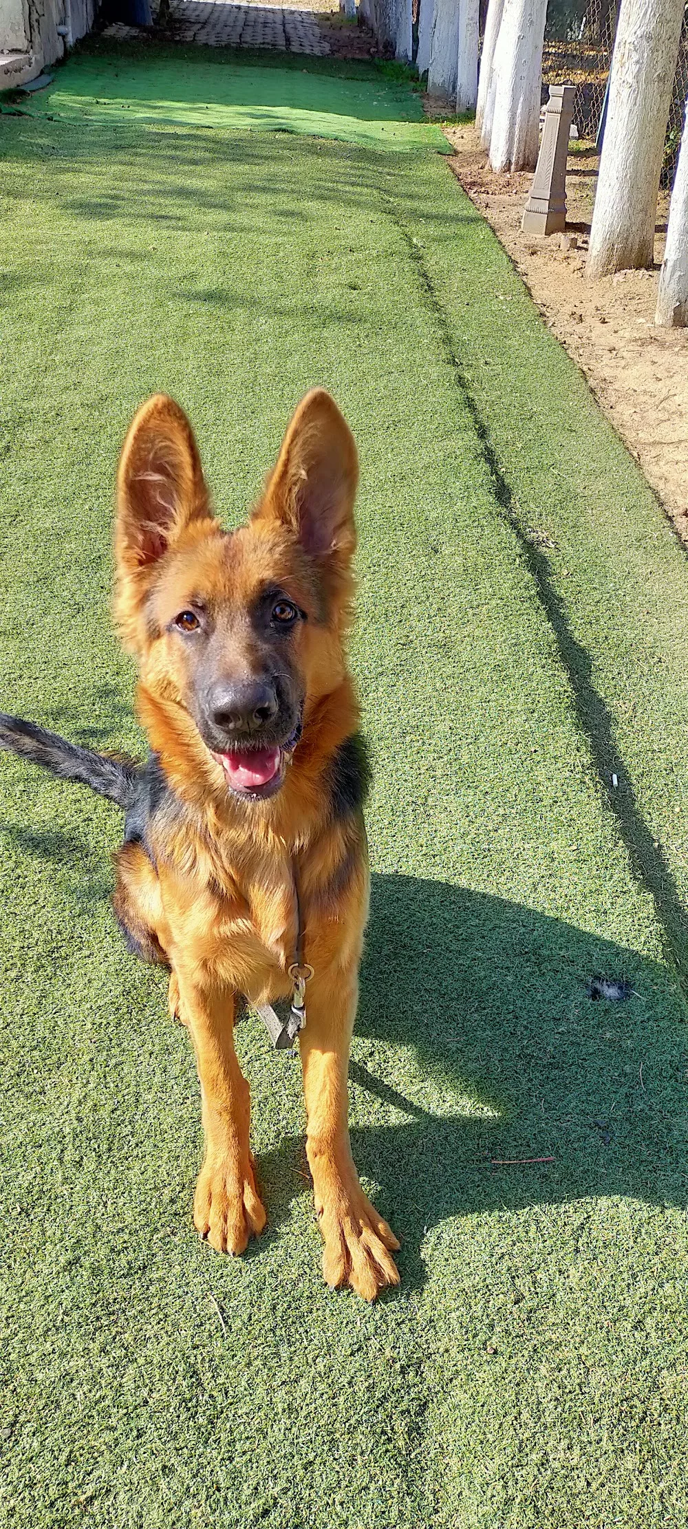 agora guardian İzmir pozitif köpek eğitim ve pansiyon - Izmir pet otel görseli 3