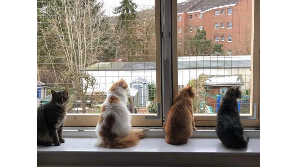 Die Katzenstube, Katzenpension mit mobilem Haustierservice in Bad - Ahneby pet otel görseli 2