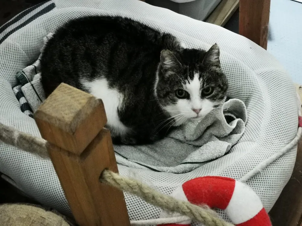 Die Katzenstube, Katzenpension mit mobilem Haustierservice in Bad - Ahneby pet otel görseli 3