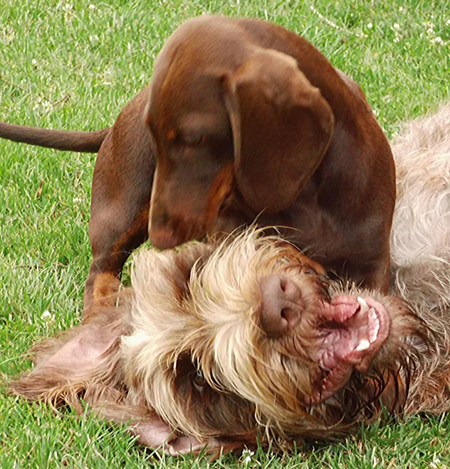 hunde árt Hundepension - Ahneby pet otel