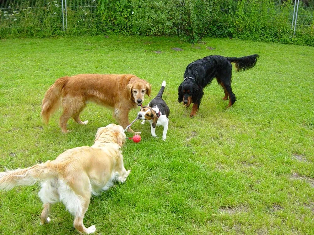 Hunde-Herberge Neuwühren - Ahneby pet otel