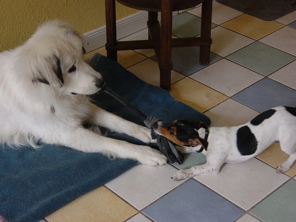 Hunde-Herberge Neuwühren - Ahneby pet otel görseli 3