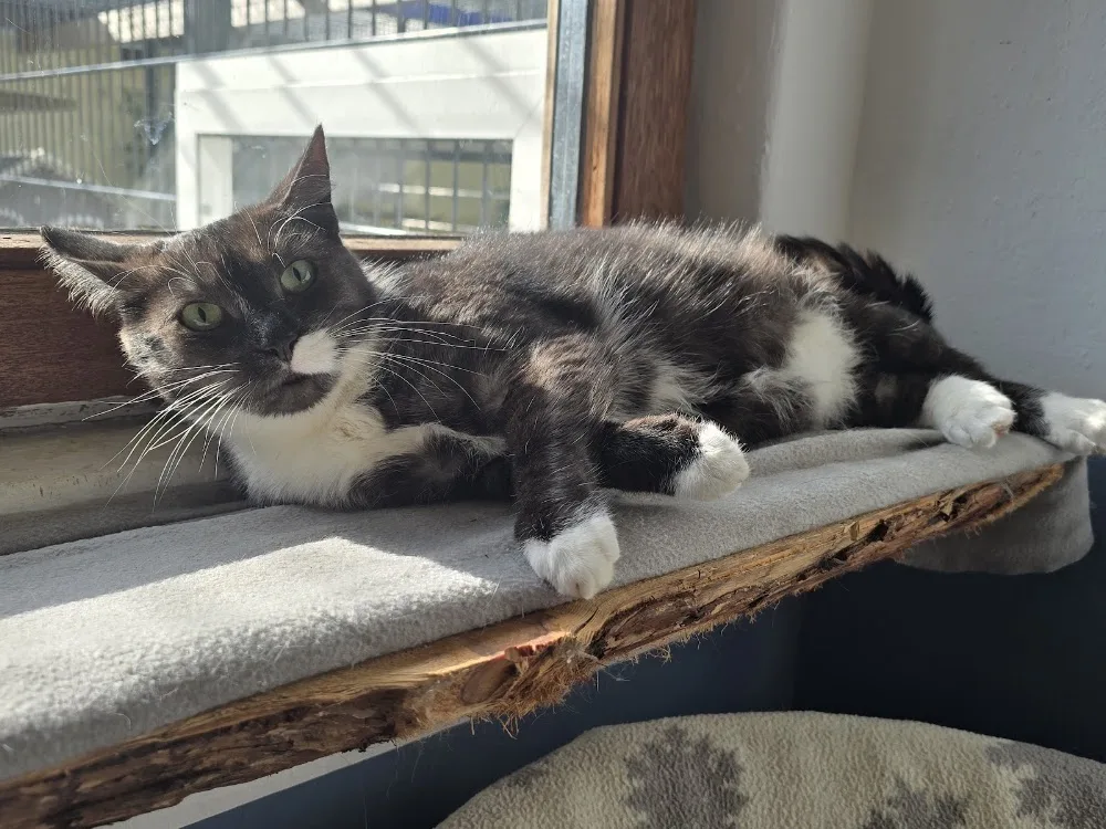 Hunde- und Katzenparadies WINZER - Ahneby pet otel görseli 6