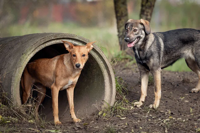 Hundehotel Aegidius - Ahneby pet otel
