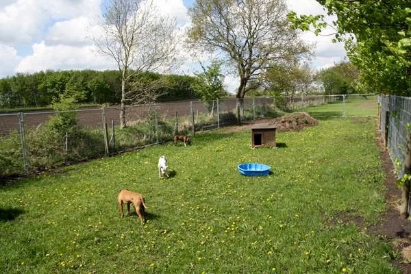 Hundepension Dat lütte Hundehuus - Ahneby pet otel görseli 3