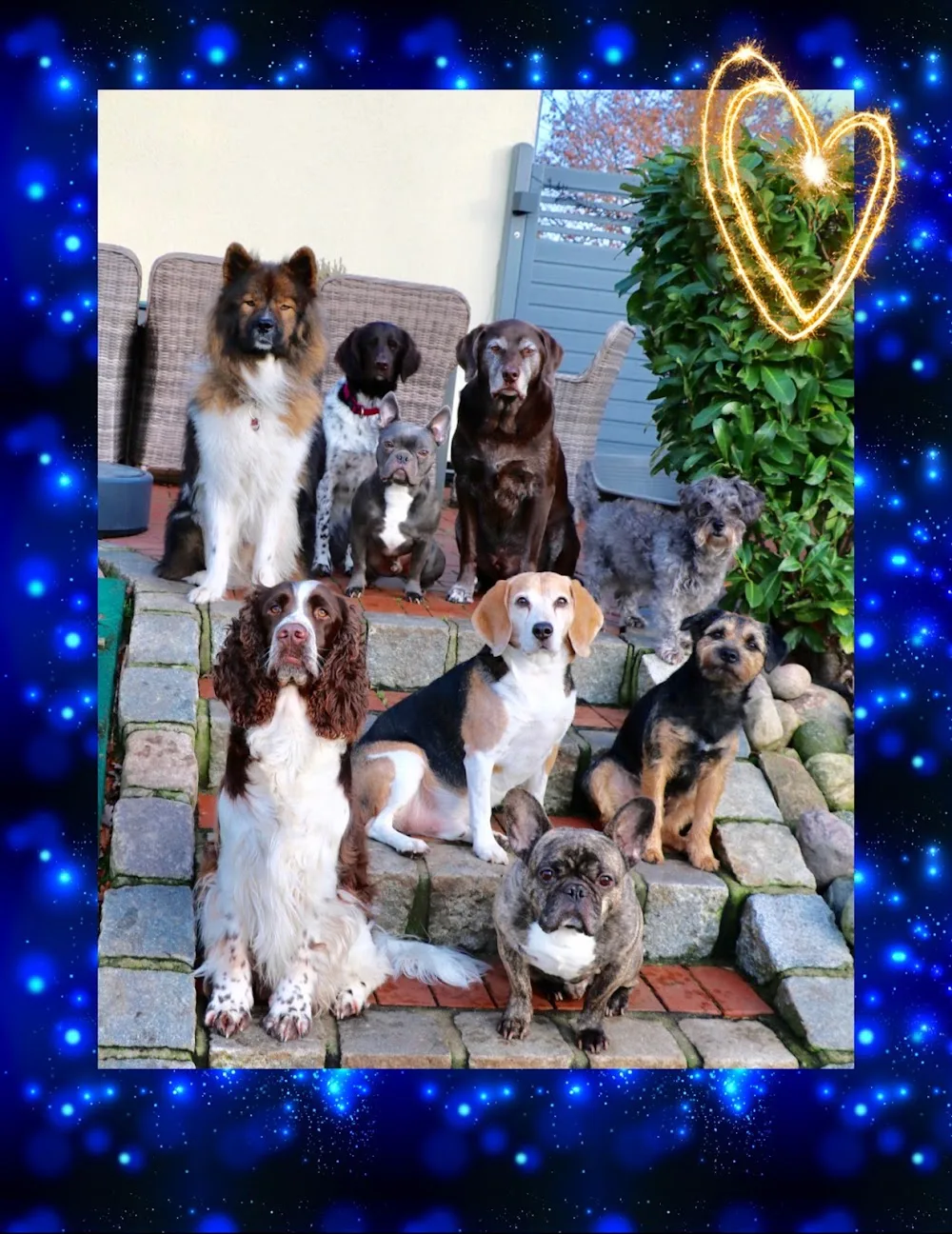 Hundepension DOG-Hostel Langwedel in Schleswig-Holstein - Ahneby pet otel