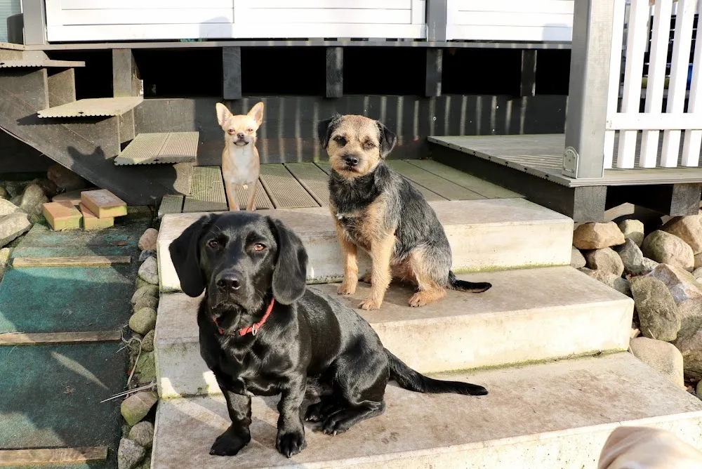 Hundepension DOG-Hostel Langwedel in Schleswig-Holstein - Ahneby pet otel görseli 3