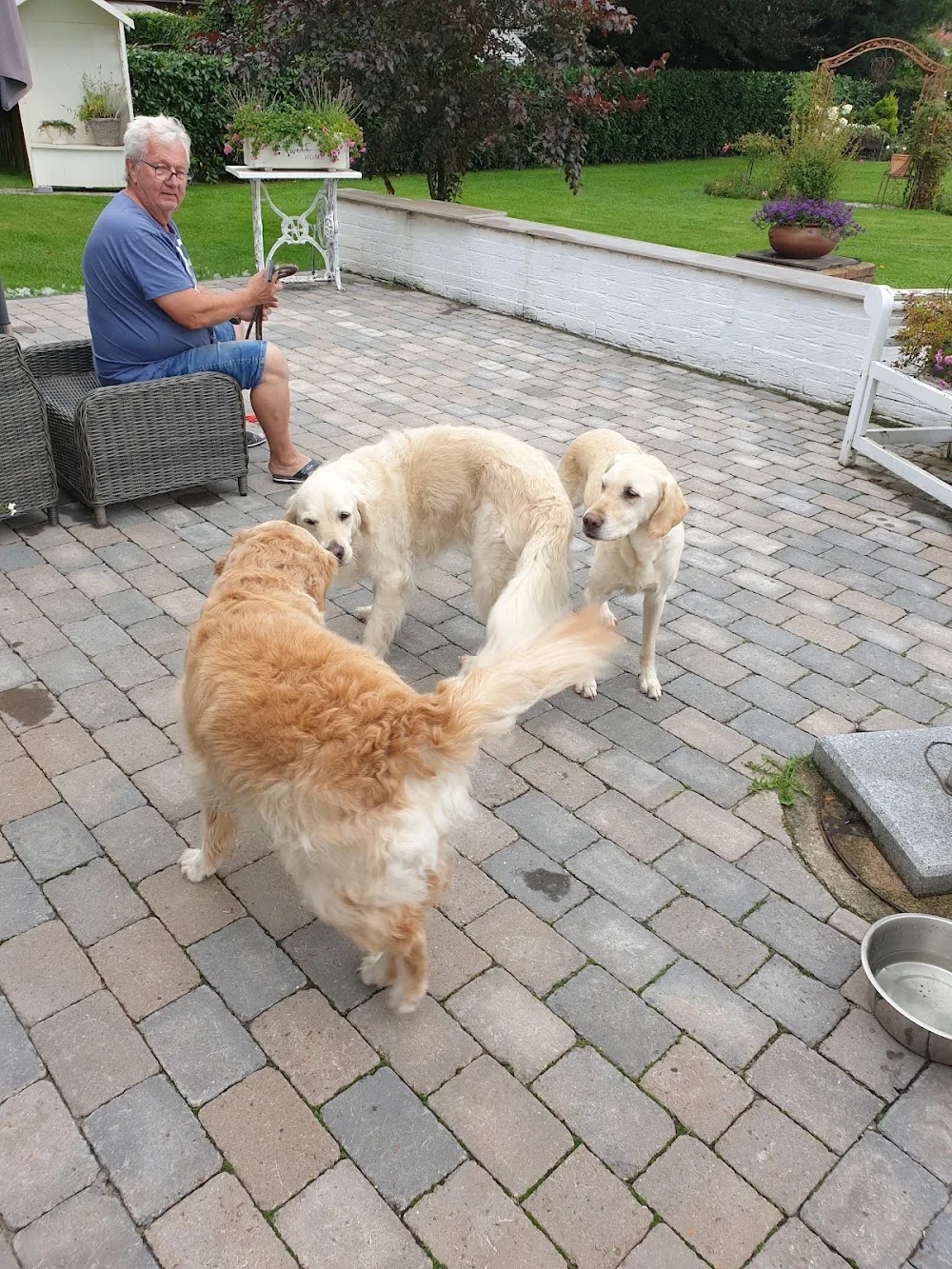 Hundepension Stuvenborn - Ahneby pet otel görseli 2