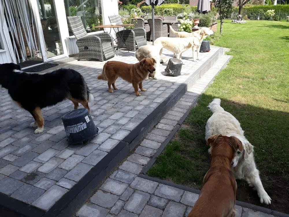 Hundepension Stuvenborn - Ahneby pet otel görseli 3