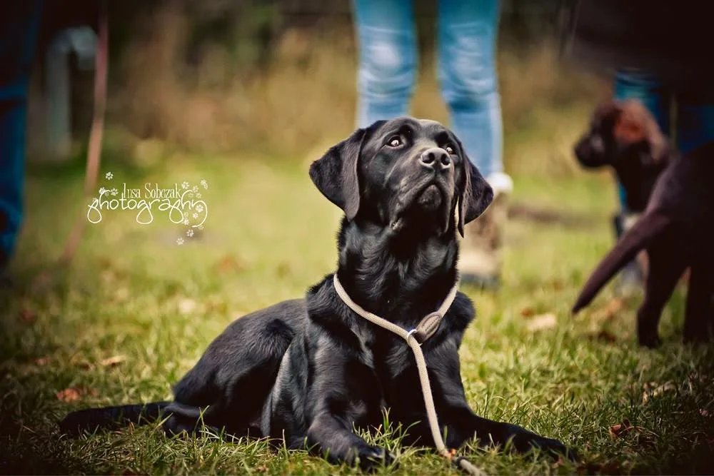 Hundeschule / Hundepension M.ER.L.I.N. - Ahneby pet otel