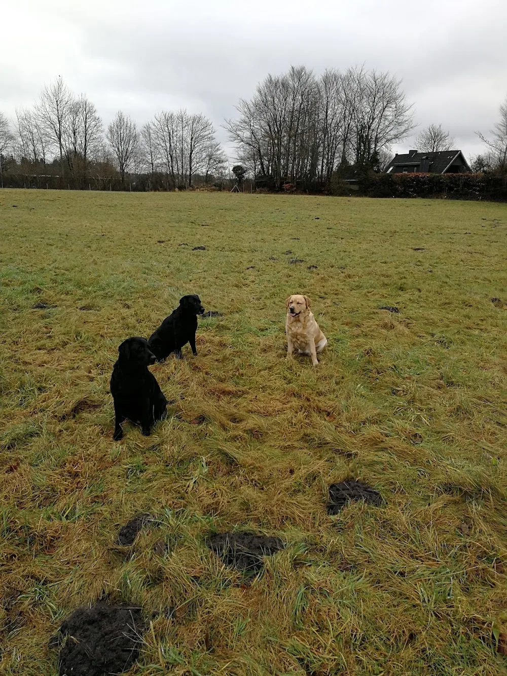 Hundeschule / Hundepension M.ER.L.I.N. - Ahneby pet otel görseli 3