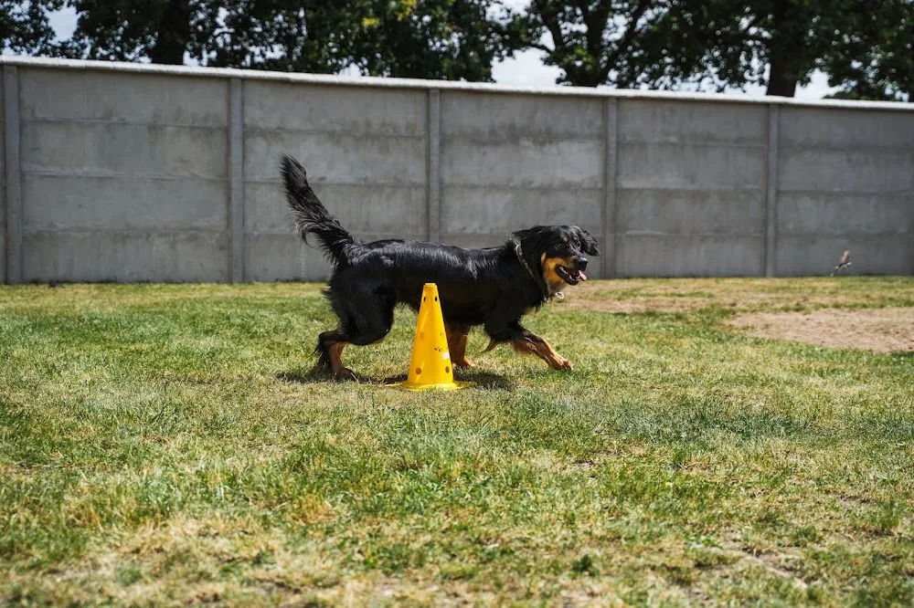 Hundezentrum Pfotenhausen Kerstin & Matthias Denker - Ahneby pet otel