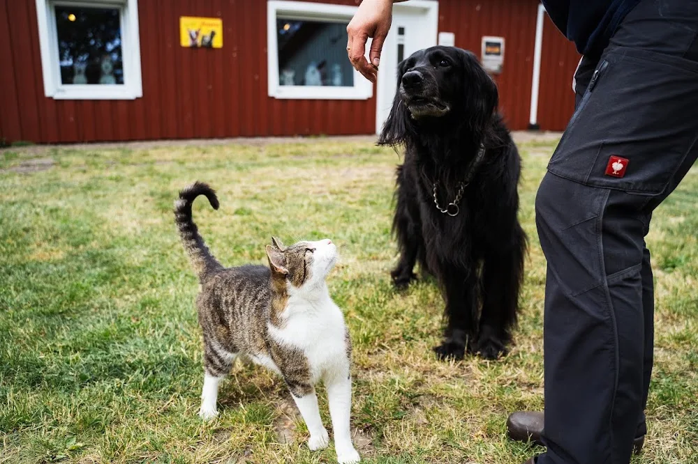 Hundezentrum Pfotenhausen Kerstin & Matthias Denker - Ahneby pet otel görseli 3