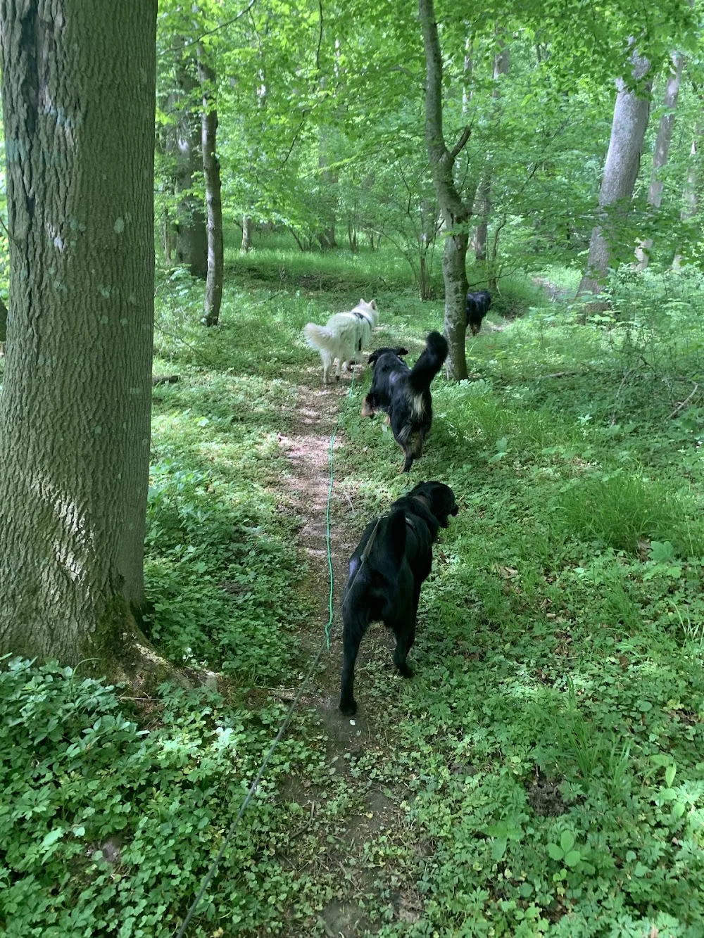 Hundezentrum TreeneWiese - Ahneby pet otel görseli 3