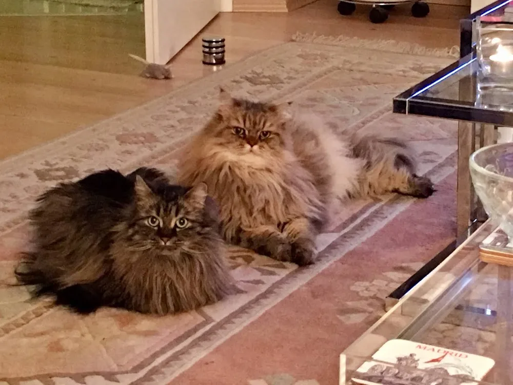 Katzenparadies Hachmann - Ahneby pet otel görseli 2