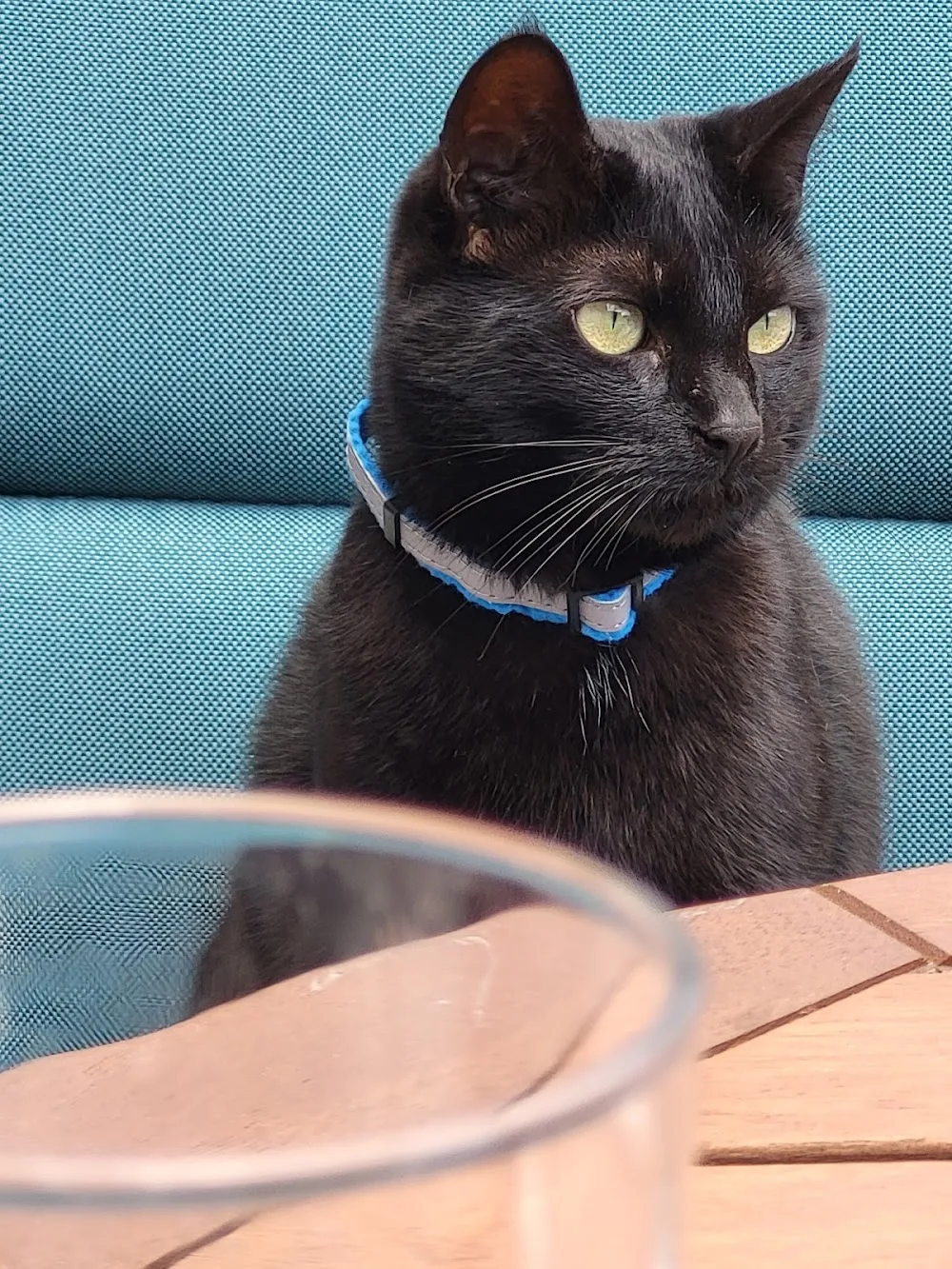 Katzenparadies Hachmann - Ahneby pet otel görseli 3