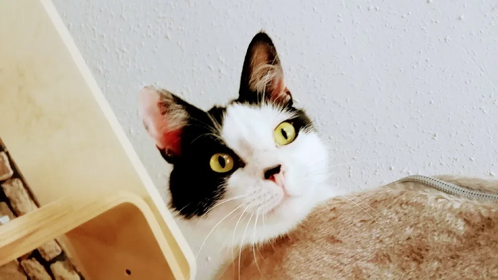 Katzenpension Eiderstedt - Ahneby pet otel görseli 2