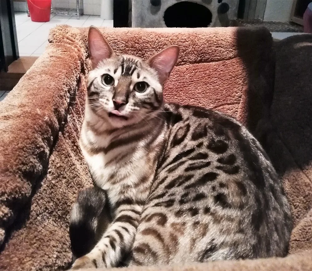 Katzenpension Eiderstedt - Ahneby pet otel görseli 3