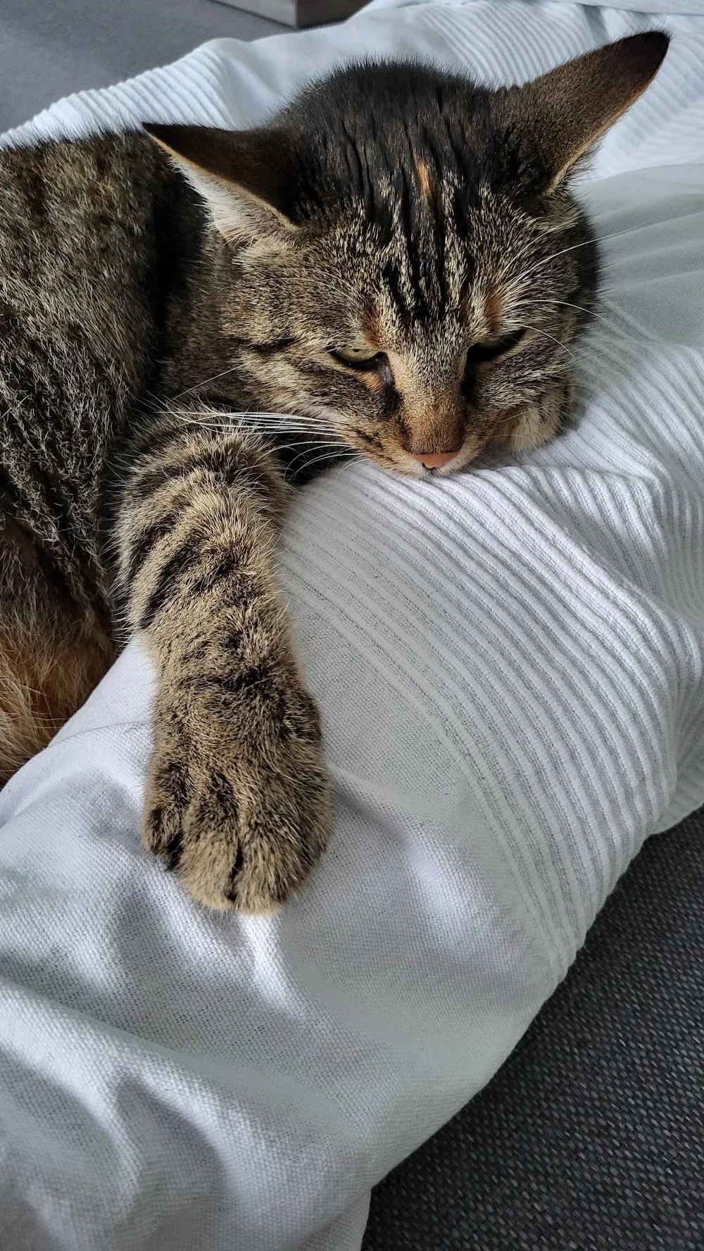 Katzenpension Honig - Hamburg & Lüneburg - Ahneby pet otel görseli 3