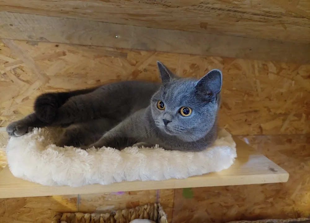 Katzenpension Honigsee - Ahneby pet otel