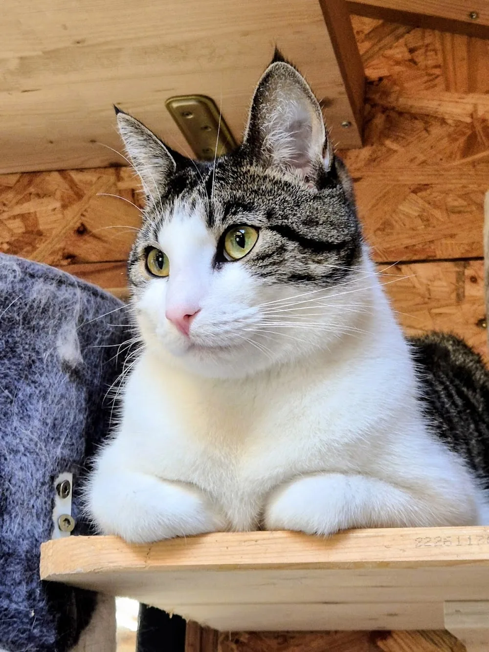 Katzenpension Honigsee - Ahneby pet otel görseli 3
