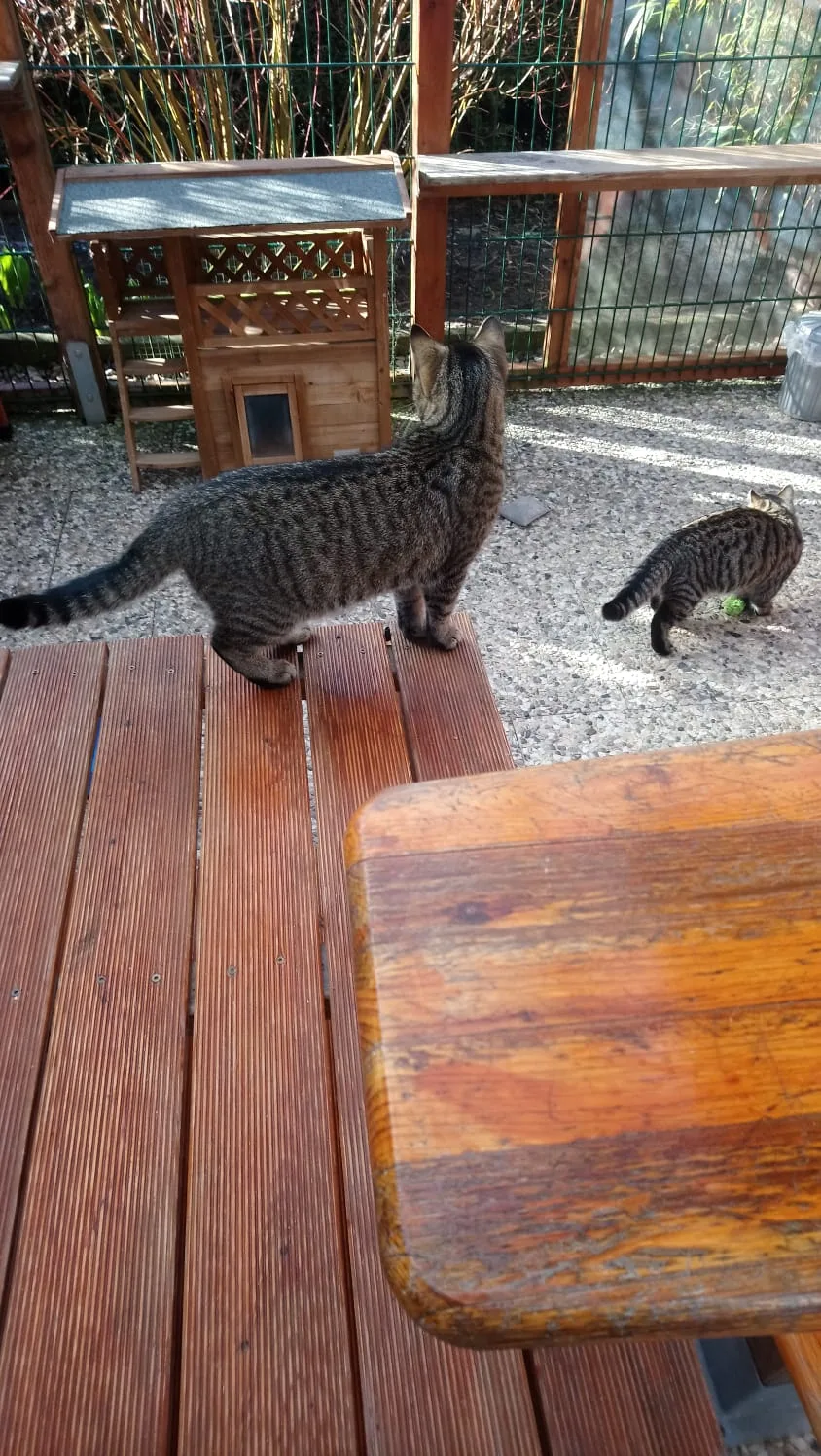 Katzenpension-Kastorf - Ahneby pet otel görseli 3