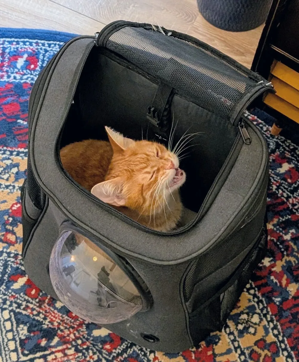 Katzenpension Lena - Ahneby pet otel görseli 7