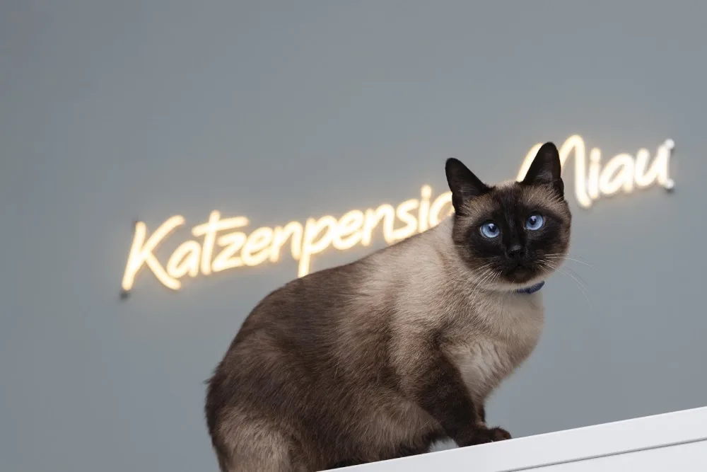 Katzenpension Miau Hamburg - Ahneby pet otel görseli 2