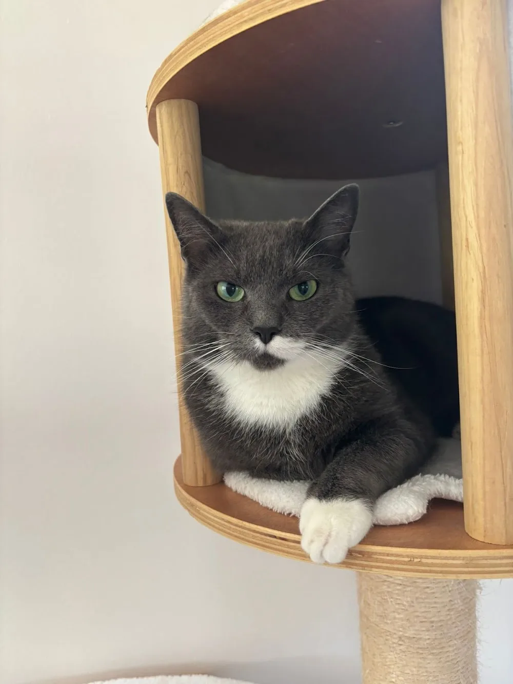 Katzenpension Miau Hamburg - Ahneby pet otel görseli 3