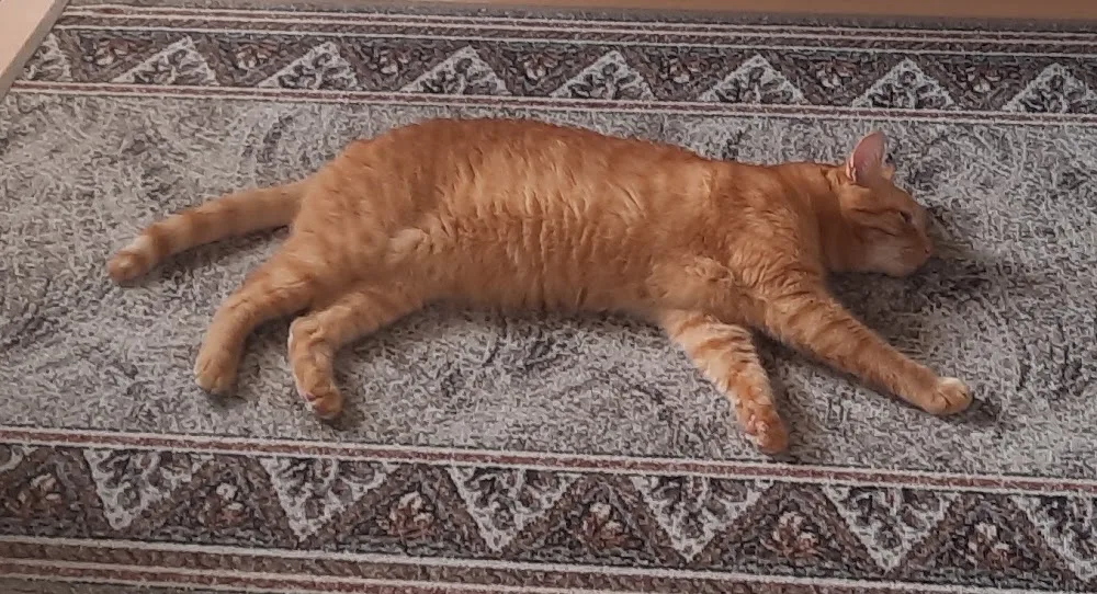 Katzenpension und Ernährungsberatung für Hunde und Katzen - Ahneby pet otel görseli 3