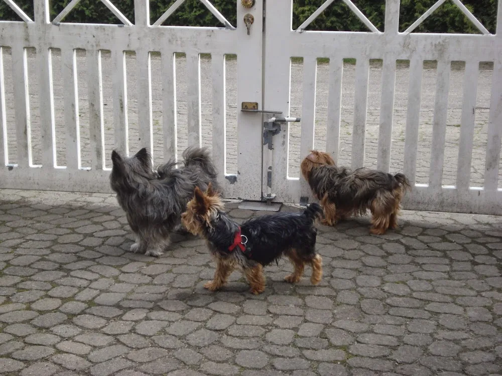 Mini-Hundepension-Pixie - Ahneby pet otel görseli 3