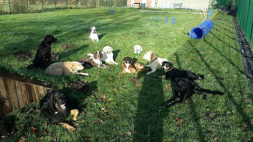 Steffi's Gassi Service -Hundehotel - Ahneby pet otel