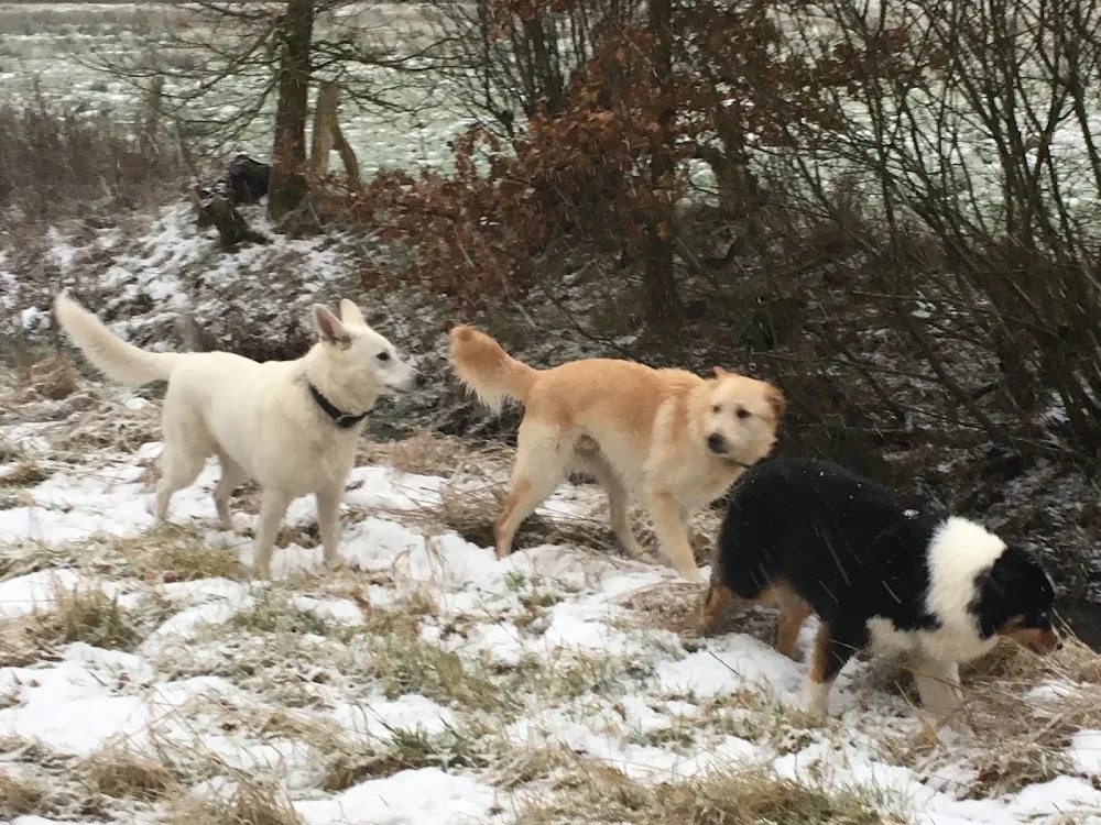 Steffi's Gassi Service -Hundehotel - Ahneby pet otel görseli 3