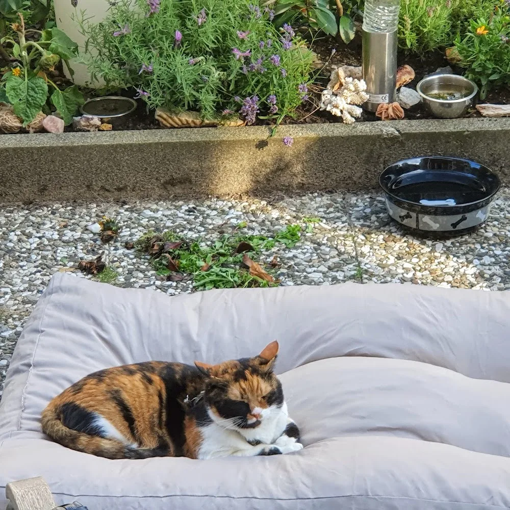 Tierpension Kührsdorf - Ahneby pet otel görseli 3
