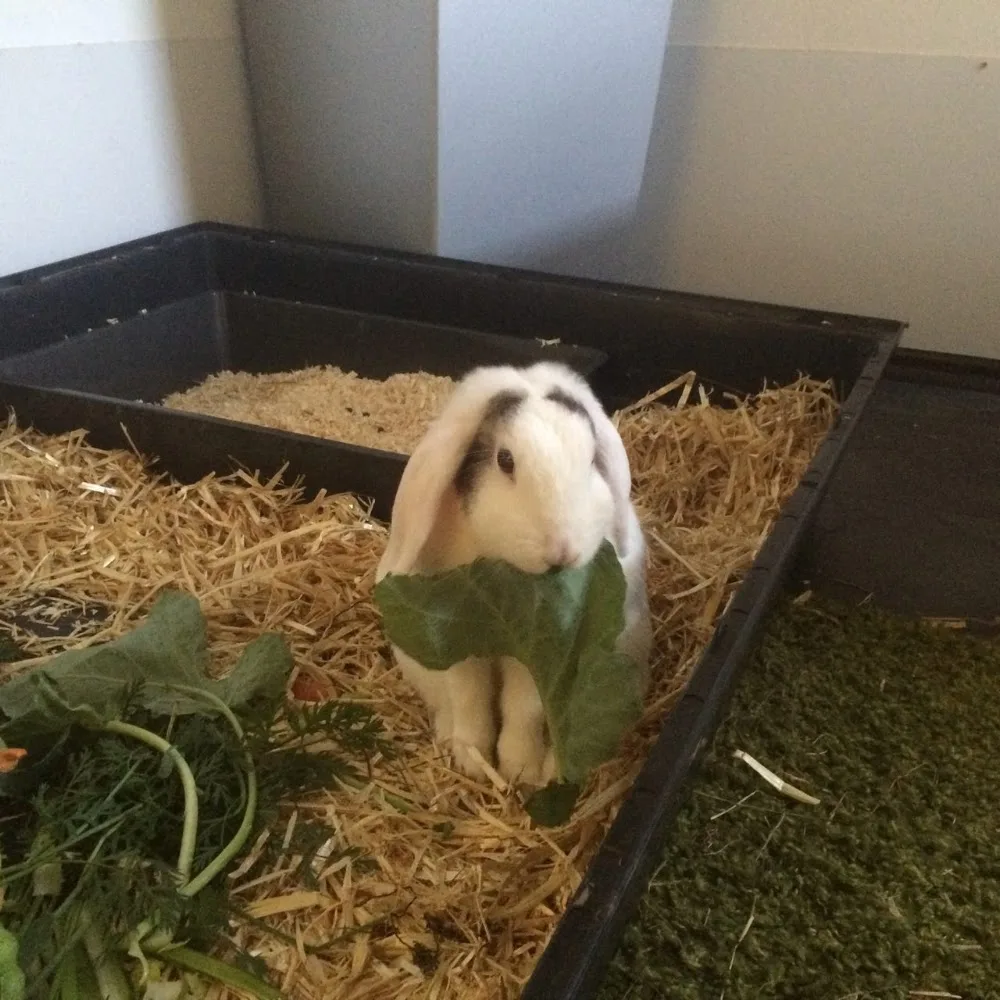 Tierpension "Pensioninchen" - Ahneby pet otel
