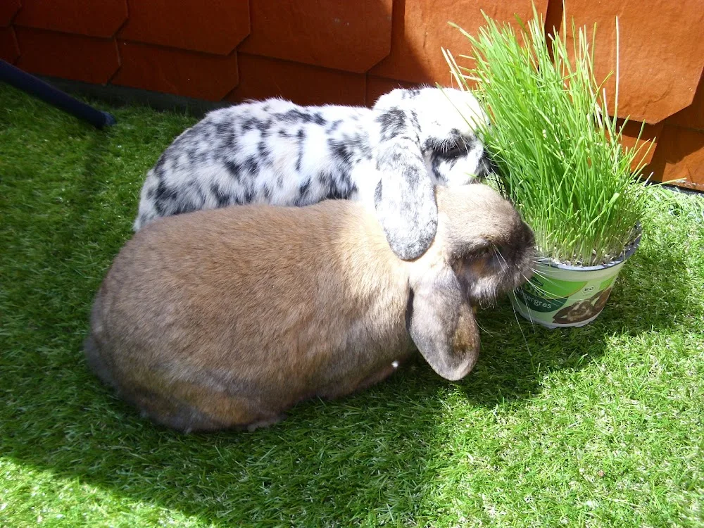 Tierpension "Pensioninchen" - Ahneby pet otel görseli 3
