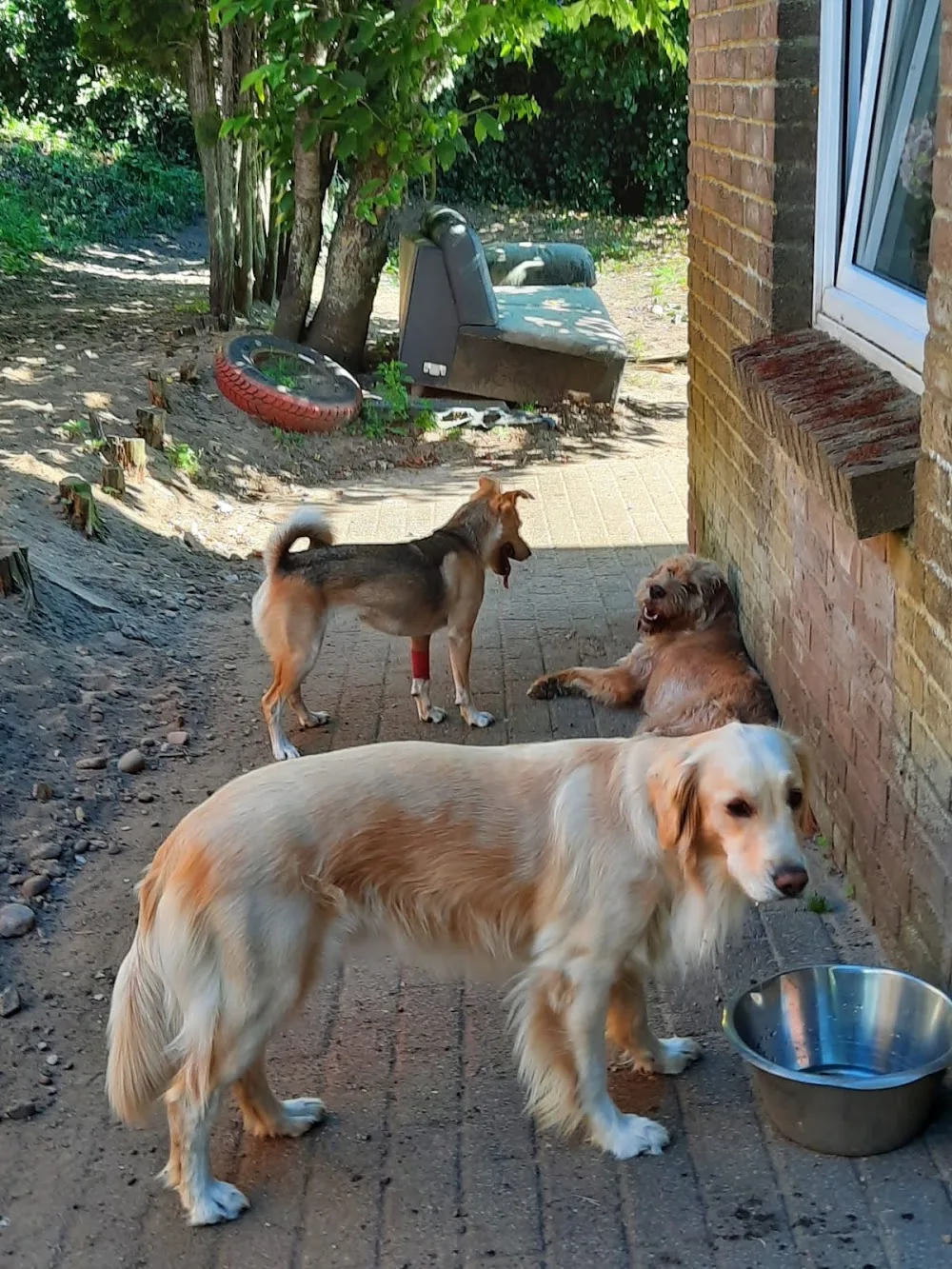 Wuffvital Hundebetreuung - Ahneby pet otel görseli 3