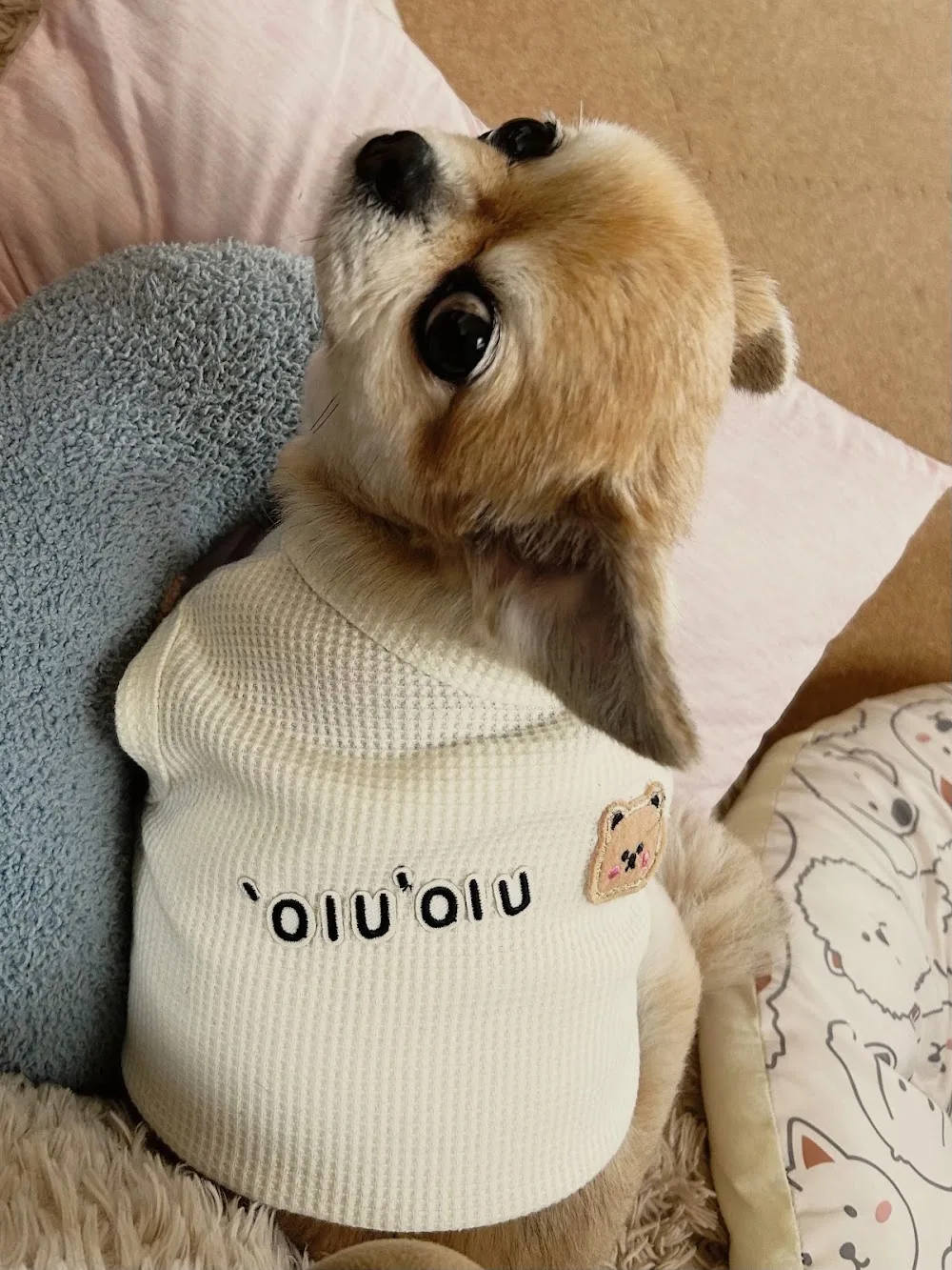 ドックホテル オルオル dog-hotel oluolu - Aichi pet otel