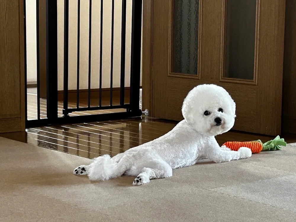 ドックホテル オルオル dog-hotel oluolu - Aichi pet otel görseli 3
