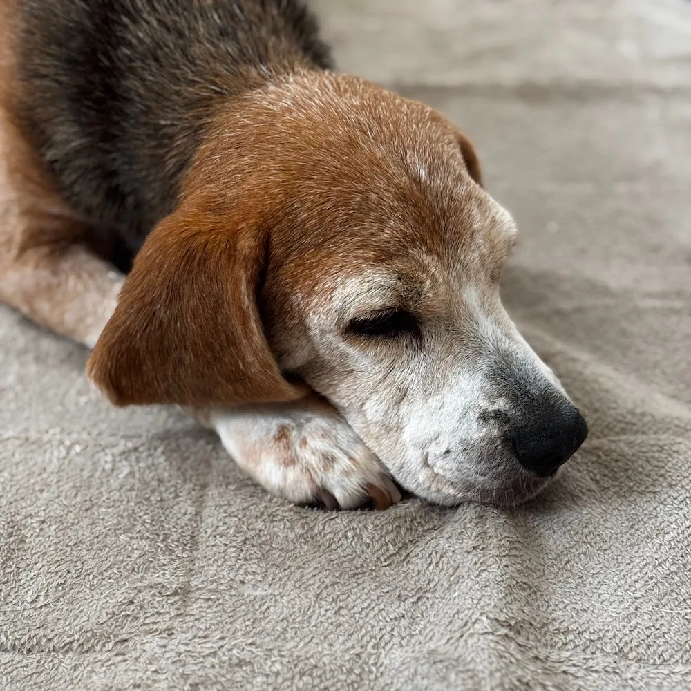 ドックホテル オルオル dog-hotel oluolu - Aichi pet otel görseli 4