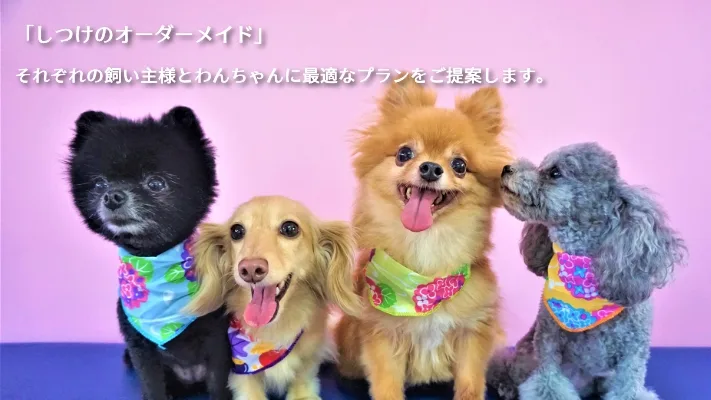 DOG HOUSE RUPO - Aichi pet otel