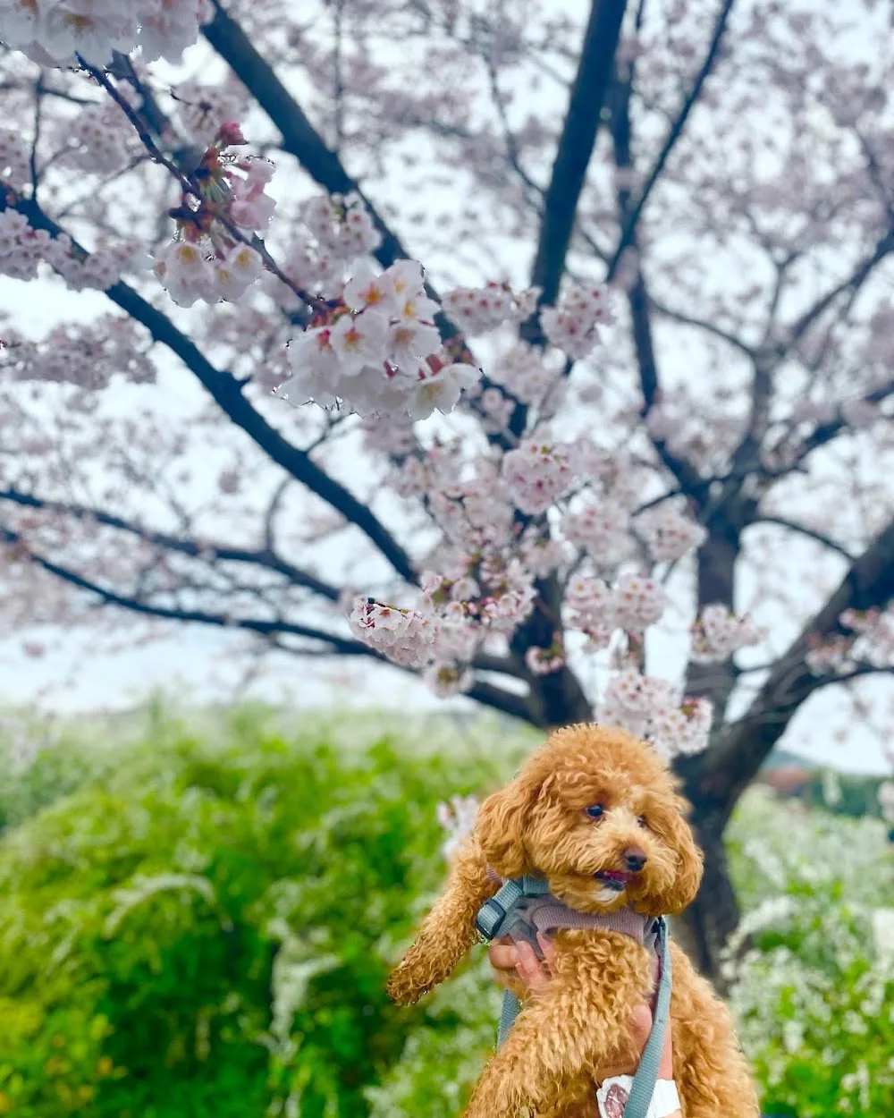 DOG HOUSE RUPO - Aichi pet otel görseli 3