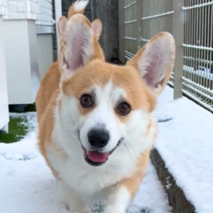 DOG HOUSE RUPO - Aichi pet otel görseli 5
