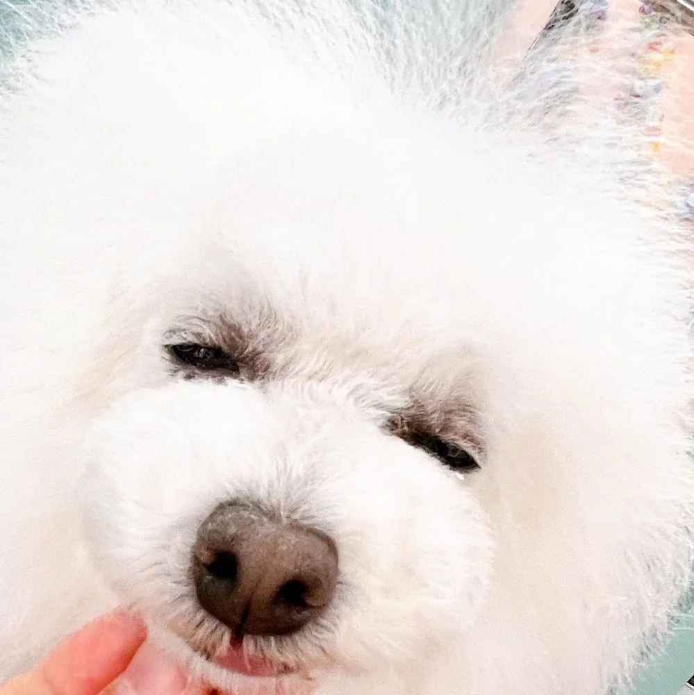 dog house リバティアイランド - Aichi pet otel görseli 4