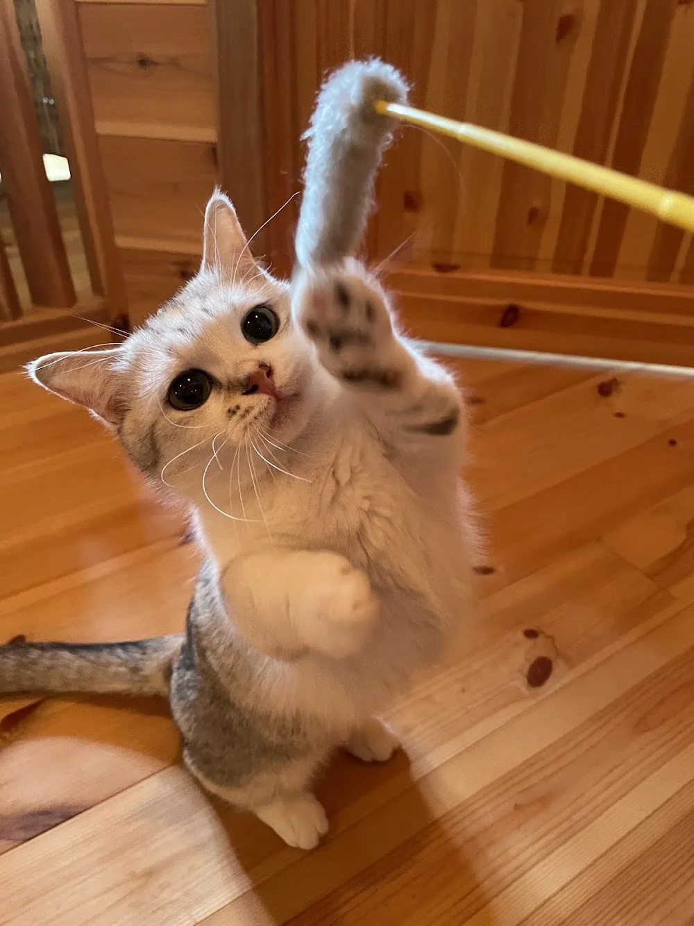個室のキャットホテル＆ホーム ファーキッドサン Furkidsun Cat Hotel & Home - Aichi pet otel görseli 3