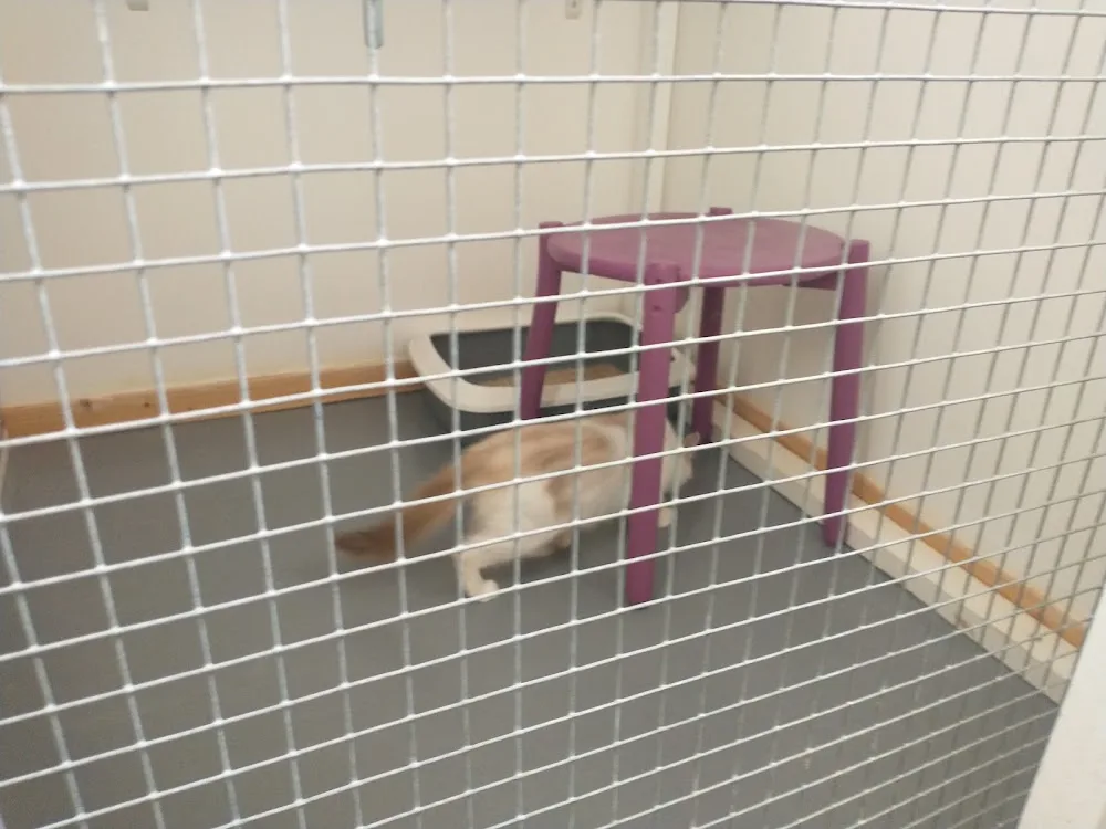"Au Pas du Chat" Pension féline et visites pour animaux à domicile - Ain pet otel
