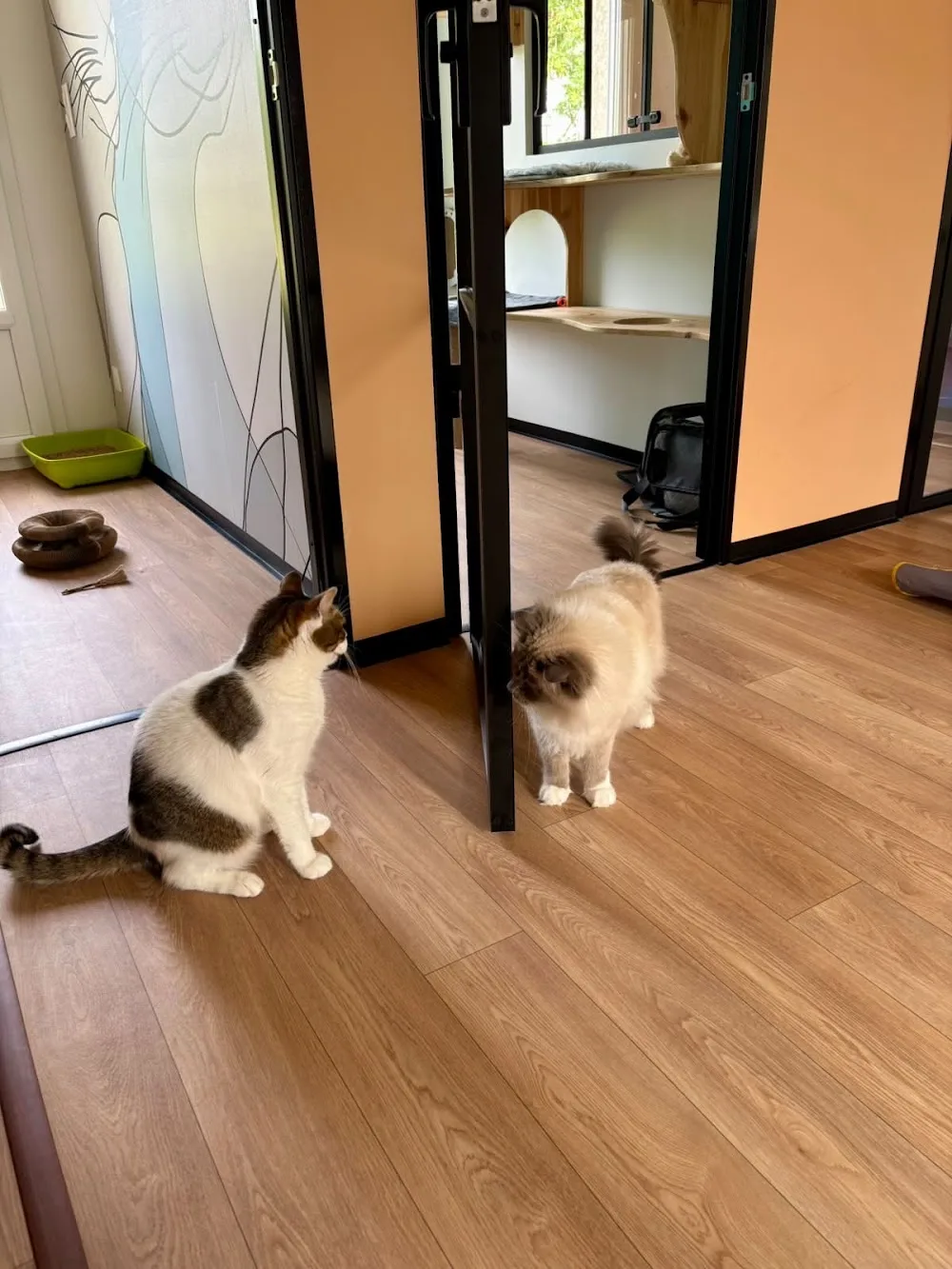 Chat'Ô Félins - Ain pet otel